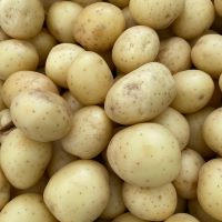 Potato Exporter