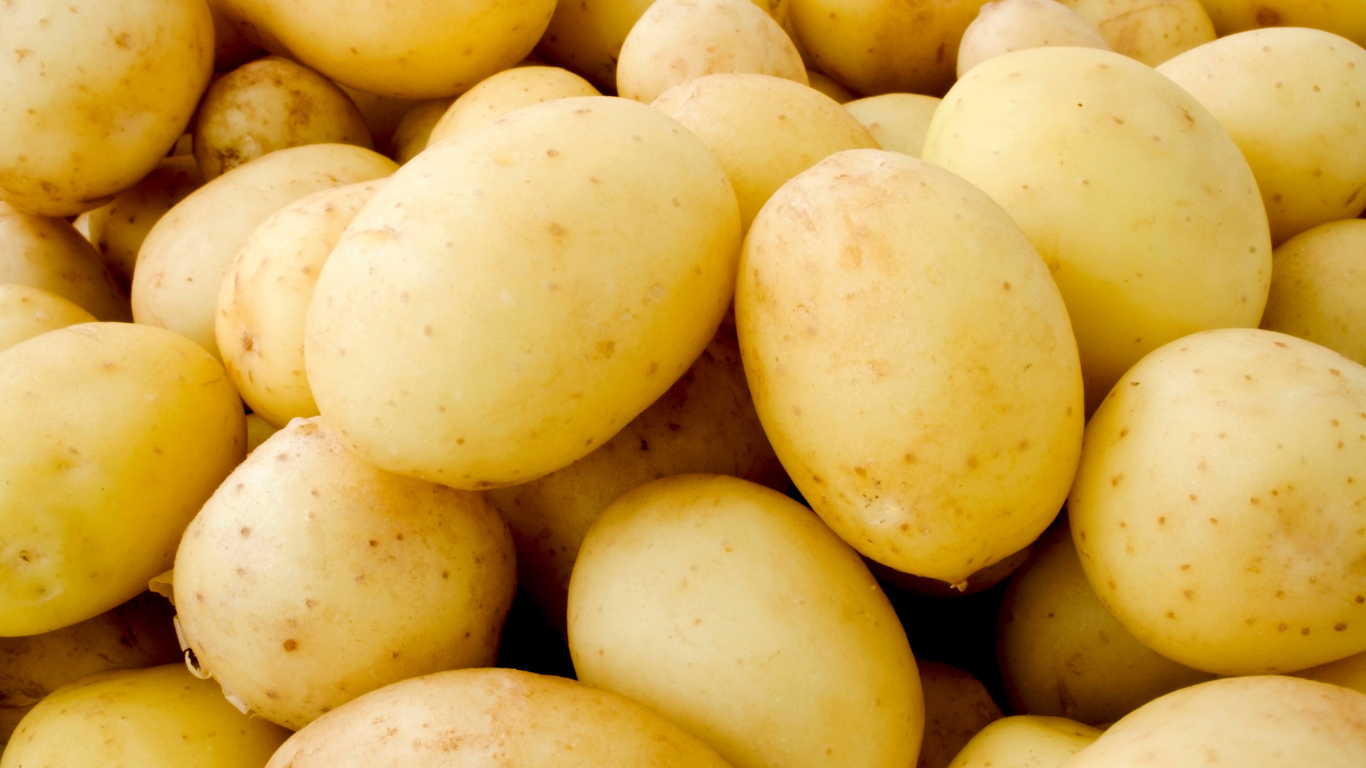 Premium Fresh Potato