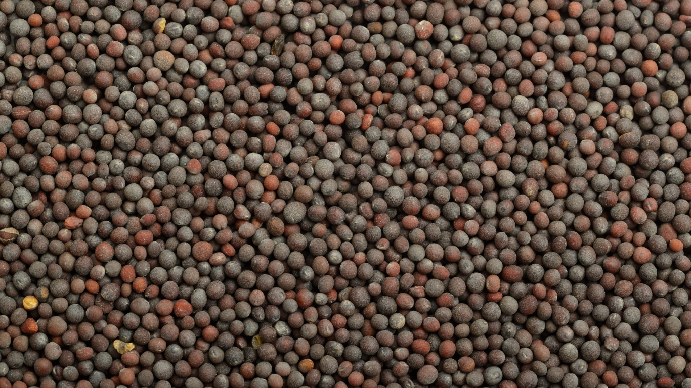 Mustard Seeds Exporter From India
