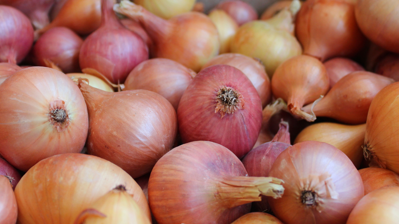 Fresh Red Onion Exporter From India