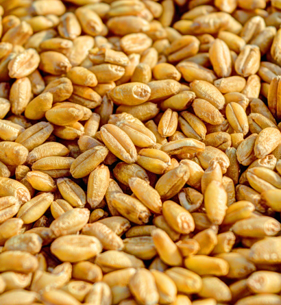 Wheat Exporter
