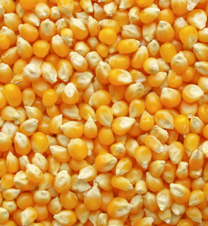 Maize