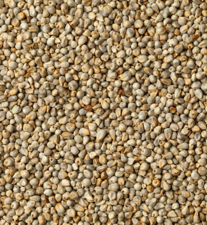 Bajra