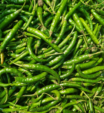 Green Chilli Exporter